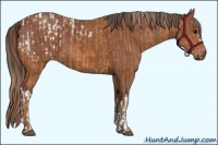 Horse Color:Bay Appaloosa  and Chestnut 