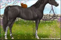 Horse Color:Smoky Black  and Smoky Black 