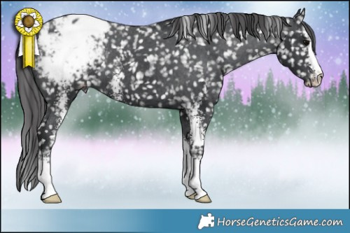 Horse Color:Black Sabino Appaloosa 