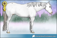 Horse Color:Black Sabino Appaloosa 