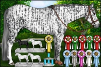 Horse Color:Black  and Gray Black