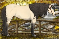 Horse Color:Buckskin Dun Splash
