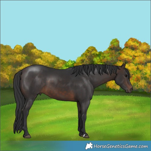 Horse Color:Brown 