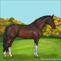 Horse Color:Brown Tobiano 