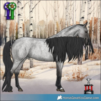 Horse Color:Blue Roan 