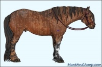 Horse Color:Chestnut  and Bay 