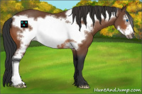 Horse Color:Bay Frame 