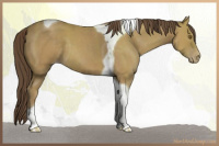 Horse Color:Classic Cream Champagne Tobiano 