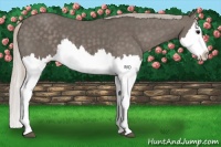 Horse Color:Silver Black Splash