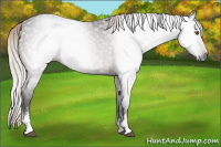 Horse Color:Gray White Spotted Silver Bay Rabicano