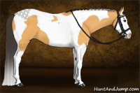 Horse Color:Buckskin Splash Tobiano 