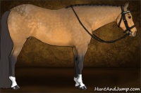Horse Color:Buckskin 