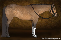 Horse Color:Buckskin 