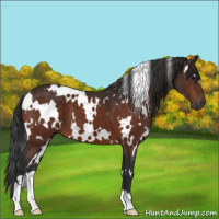 Horse Color:White Spotted Bay 
