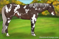 Horse Color:White Spotted Silver Brown 