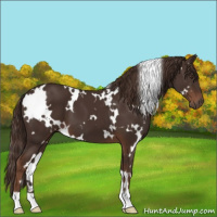 Horse Color:White Spotted Liver Chestnut 