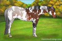 Horse Color:White Spotted Bay 