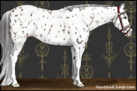 Horse Color:Bay Splash Appaloosa 