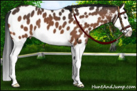 Horse Color:Brown Splash Near Leopard 