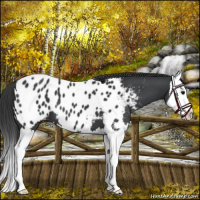 Horse Color:Black Splash Near Leopard 