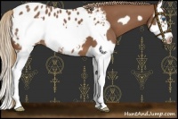 Horse Color:Chestnut Splash Frame Appaloosa