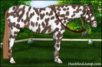 Horse Color:Liver Red Roan Appaloosa 