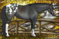 Horse Color:Black Appaloosa 