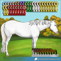 Horse Color:Amber Cream Champagne Splash Tobiano Appaloosa Rabicano  and Silver Buckskin Splash Tobiano Appaloosa Rabicano 