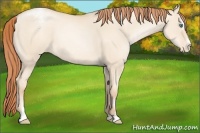 Horse Color:Classic Champagne Pearl Dun Sabino Appaloosa 