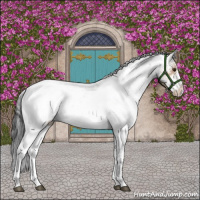 Horse Color:Bay Dun Sabino 