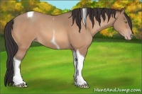 Horse Color:Sable Champagne Tobiano 
