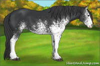 Horse Color:White Spotted Black 