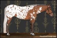 Horse Color:White Spotted Silver Bay Appaloosa 