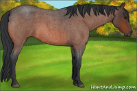 Horse Color:Bay Roan 