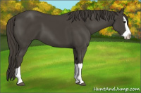 Horse Color:Smoky Black Splash 