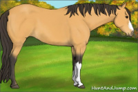 Horse Color:Buckskin 