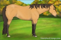 Horse Color:Buckskin 