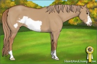 Horse Color:Red Dun Frame 