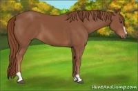 Horse Color:Chestnut Sabino 