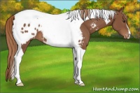 Horse Color:Chestnut Tobiano Appaloosa 