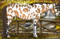 Horse Color:Buckskin Leopard 