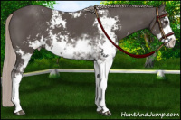 Horse Color:Silver Black Sabino 