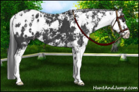 Horse Color:Black Sabino Appaloosa 