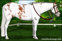 Horse Color:Chocolate Silver Bay Sabino