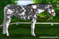 Horse Color:Black Sabino 