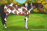 Horse Color:White Spotted Bay Rabicano