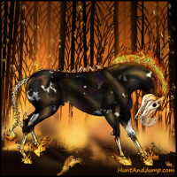 Horse Color:White Spotted Midnight Brown