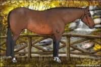 Horse Color:Brown Rabicano  and Bay Rabicano 