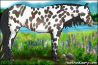 Horse Color:Brown Appaloosa