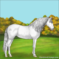 Horse Color:Gray Blue Roan Splash 